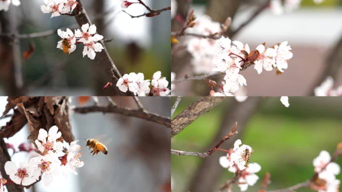 春天蜜蜂采集花粉特写4k
