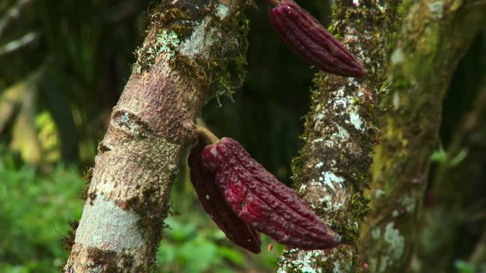 在南美洲亚马孙盆地地区的厄瓜多尔，一个后院花园里树上的可可果实。可可树，可可栽培。