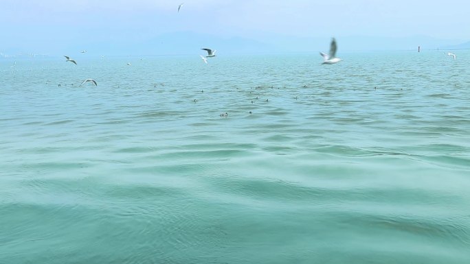 海面上成群白海鸥 成群野鸭 2407