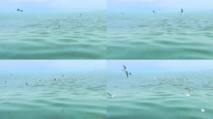 海面上成群白海鸥 成群野鸭 2407