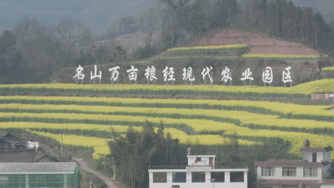 雅安市名山区油菜花春天