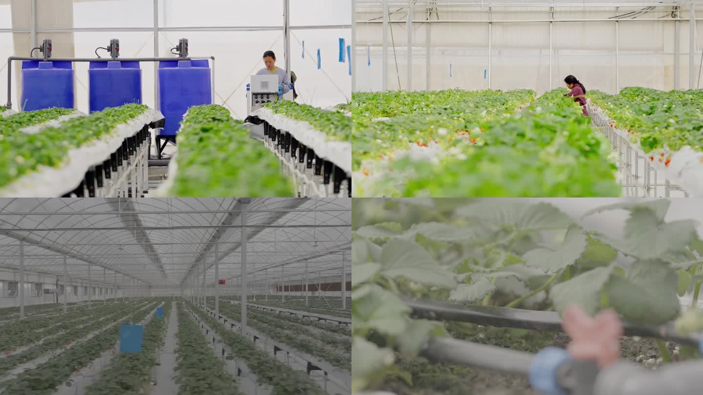 航拍4K温室草莓采摘 草莓 科技农业