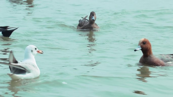 海面上成群白海鸥 成群野鸭 2398