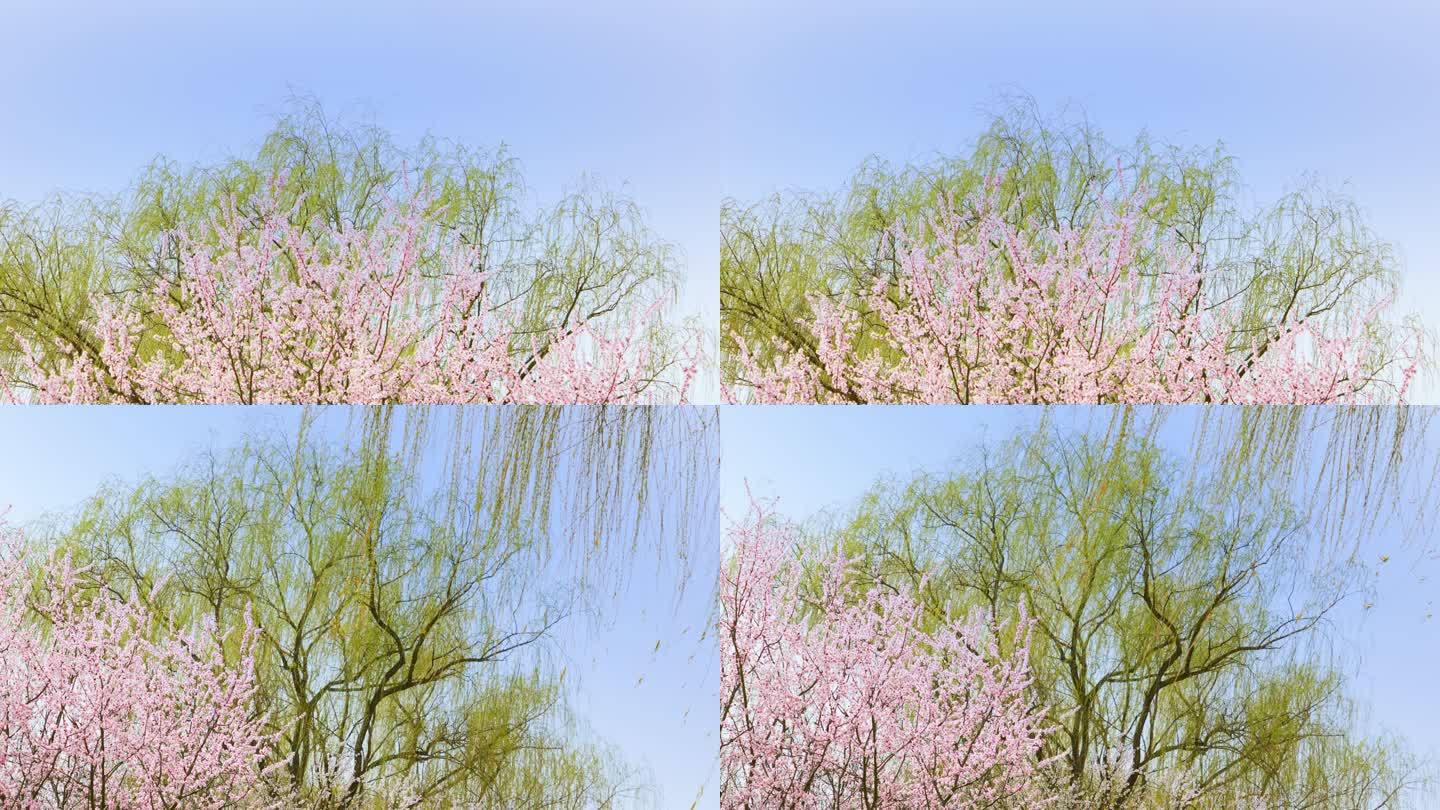 春天公园三月的柳树和桃花