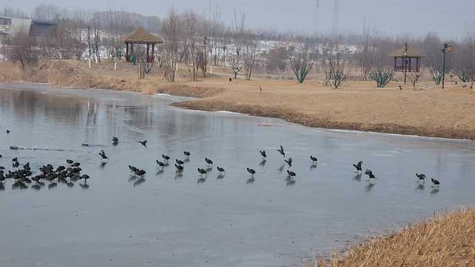 成群的野鸭在湿地中自在