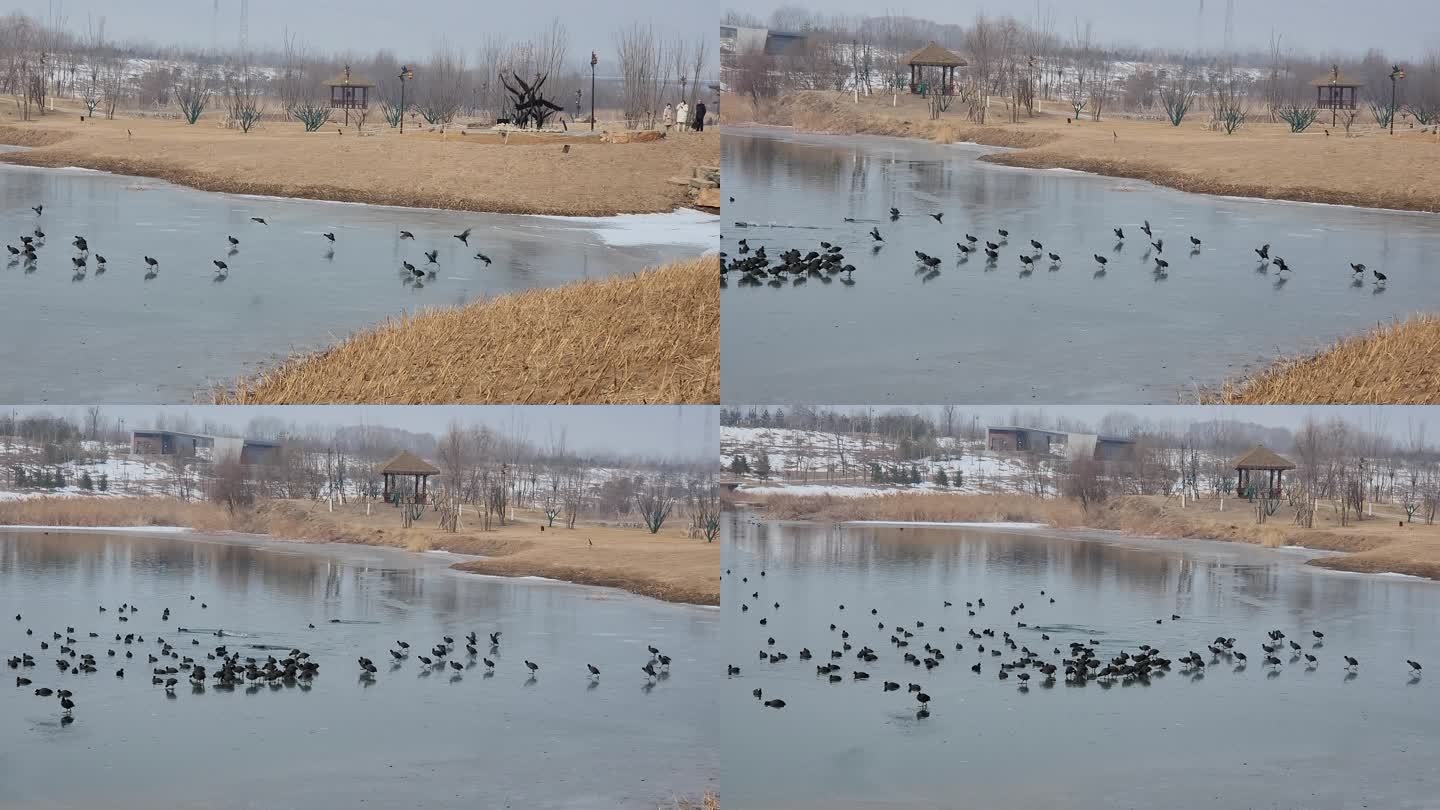 成群的野鸭在湿地中自在