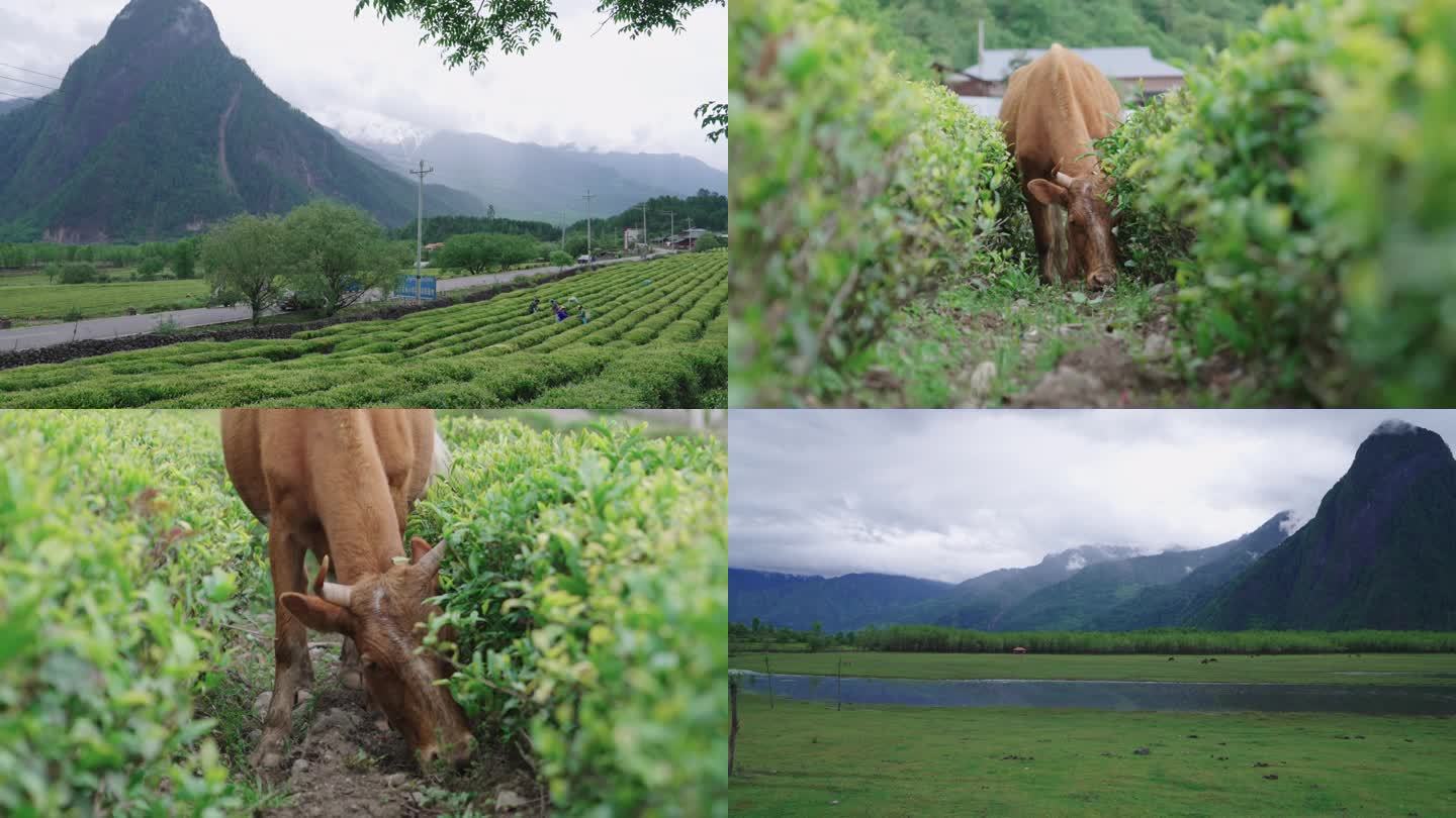 西藏波密易贡乡 易贡茶厂纯天然素材