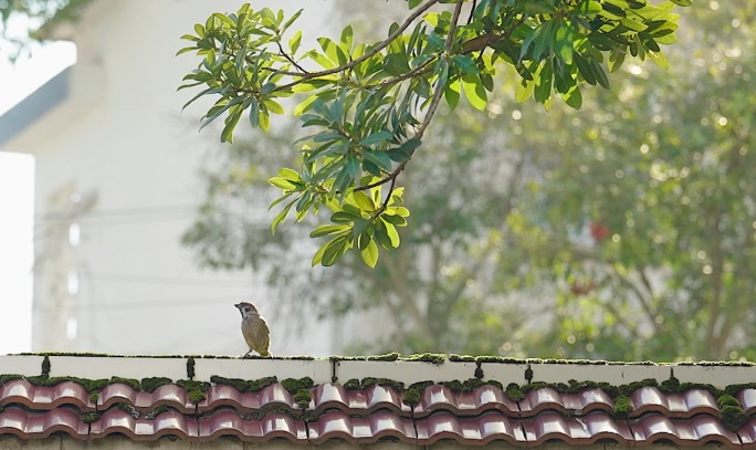 自然飞鸟