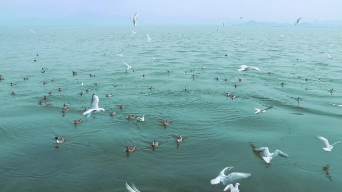 海面上成群白海鸥 成群野鸭 2393