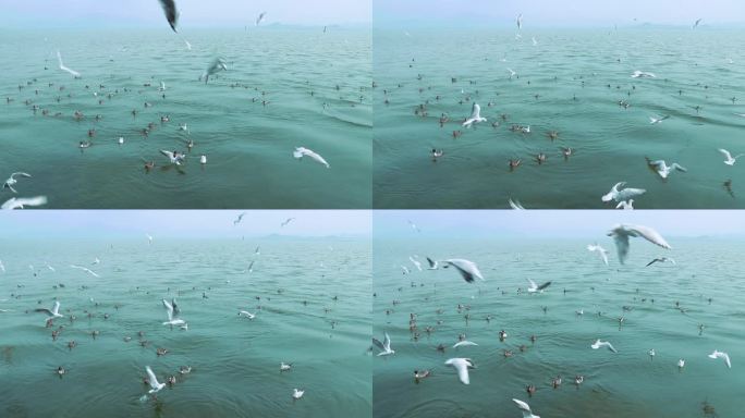 海面上成群白海鸥 成群野鸭 2393