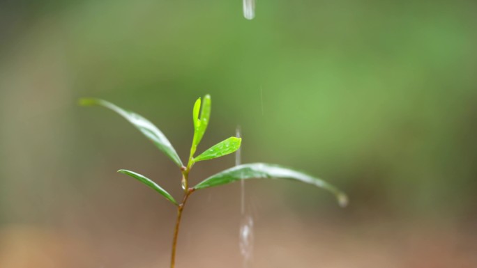 植树浇水