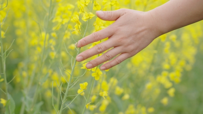 手抚摸油菜花