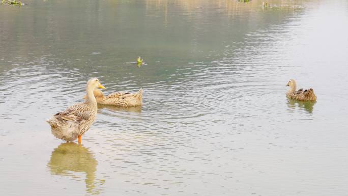 水塘鸭子