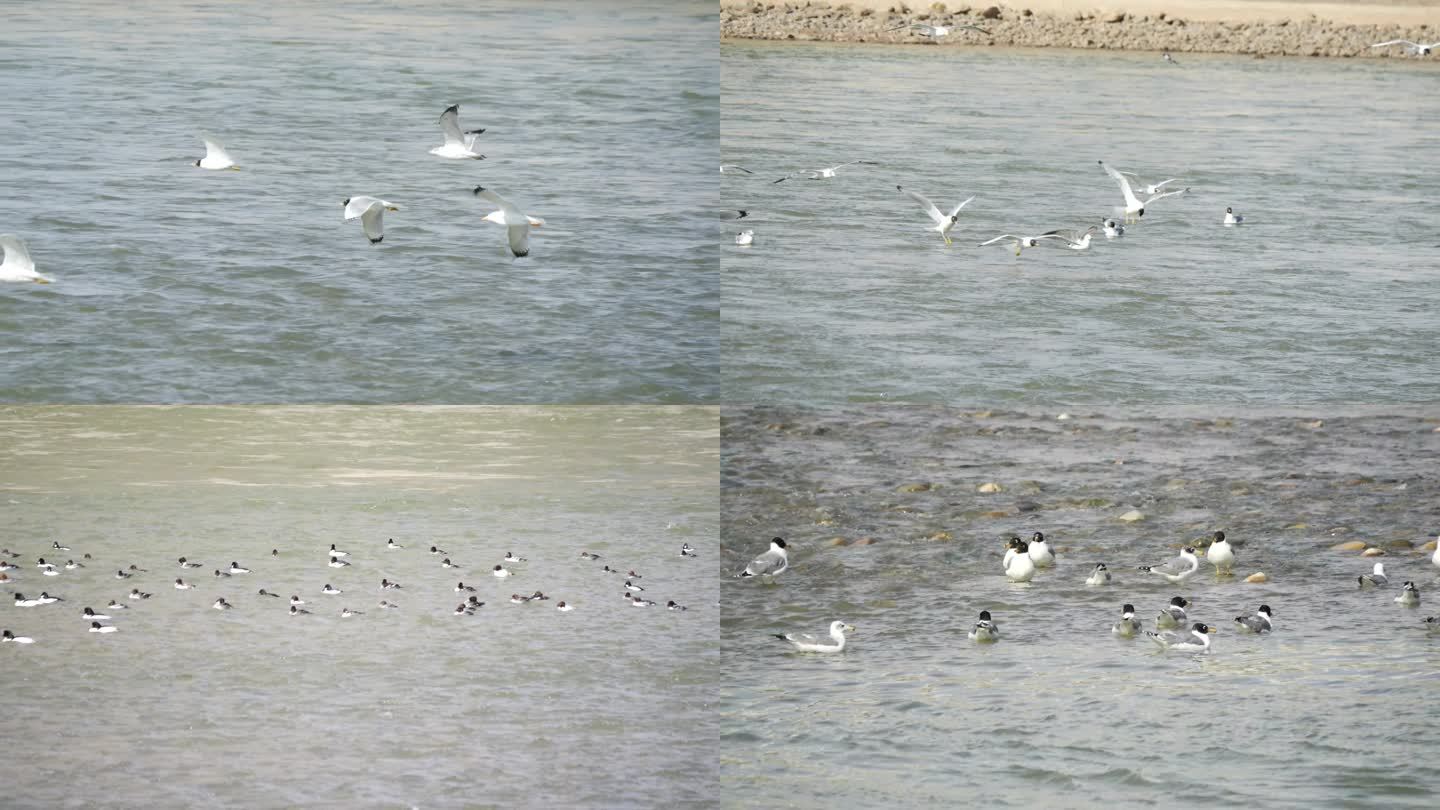 黄河 银鸥  海鸥 棕头鸥