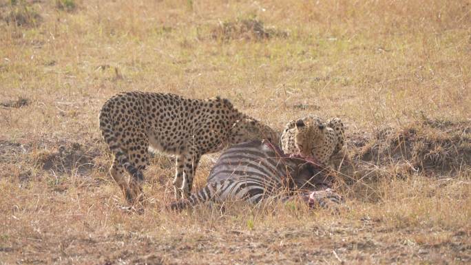 非洲草原野生肉食动物猎豹捕猎