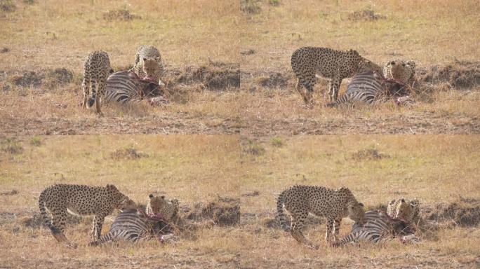 非洲草原野生肉食动物猎豹捕猎