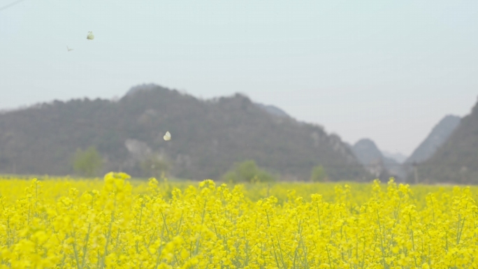 小清新油菜花空镜