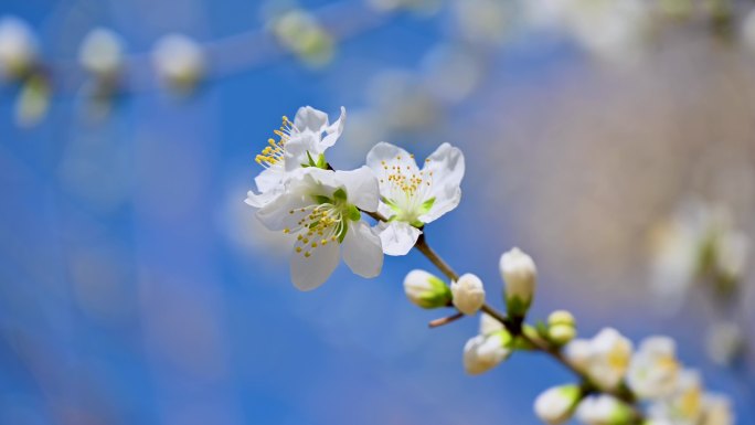 春天蓝天下盛开的白色山杏花朵特写