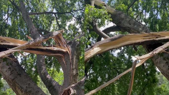 巨大的树枝在猛烈的风暴后被折断和粉碎