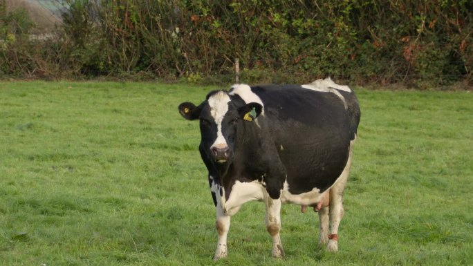 黑白相间的奶牛在咀嚼着食物，目不转睛地盯着画面。