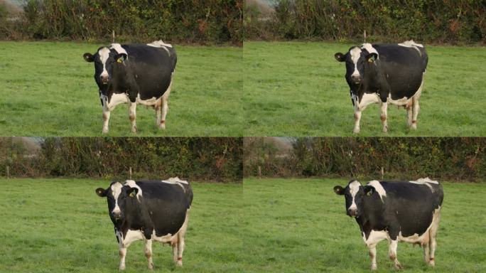 黑白相间的奶牛在咀嚼着食物，目不转睛地盯着画面。