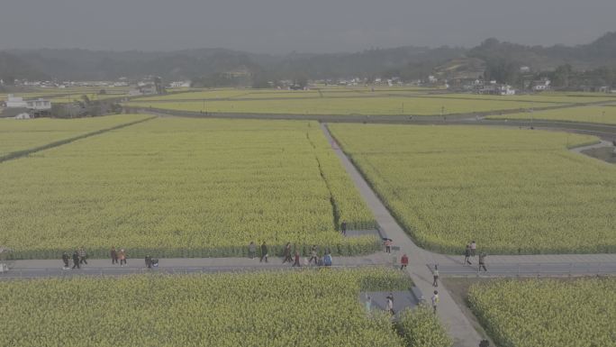 雅安市名山区油菜花春天