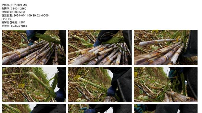 《丰收时刻：甘蔗采割的场景》