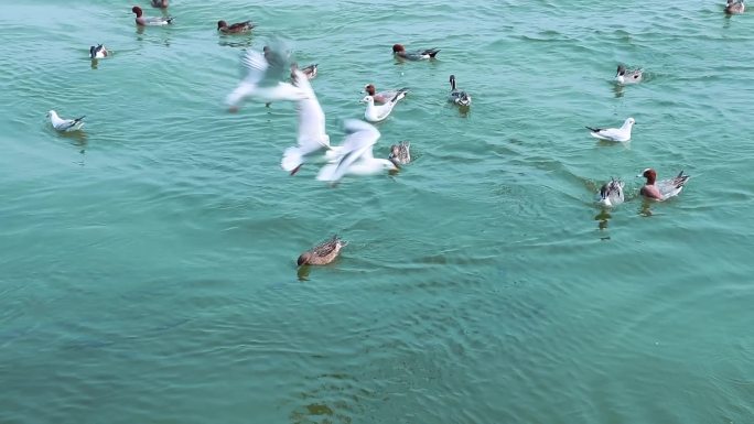 海面上成群白海鸥 成群野鸭 2384