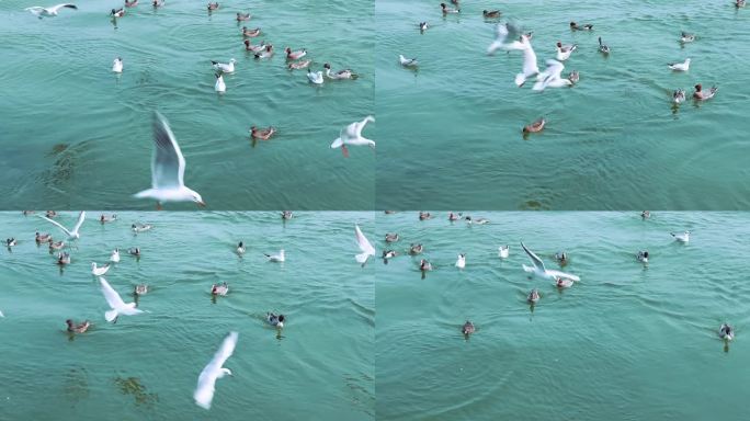 海面上成群白海鸥 成群野鸭 2384