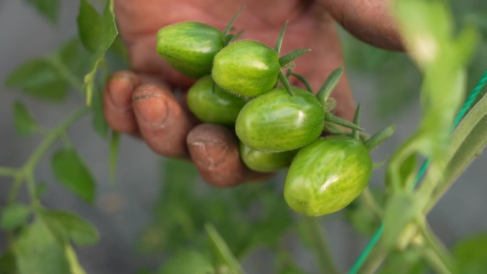 老农民种小番茄大棚种植农业