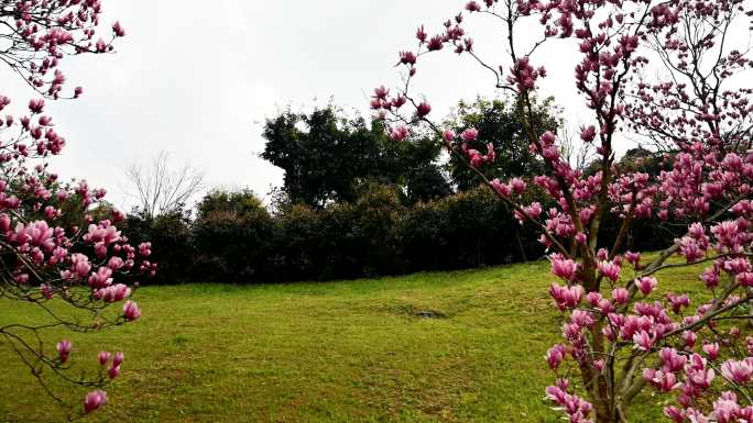 玉兰花实拍素材