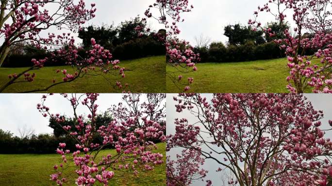 玉兰花实拍素材