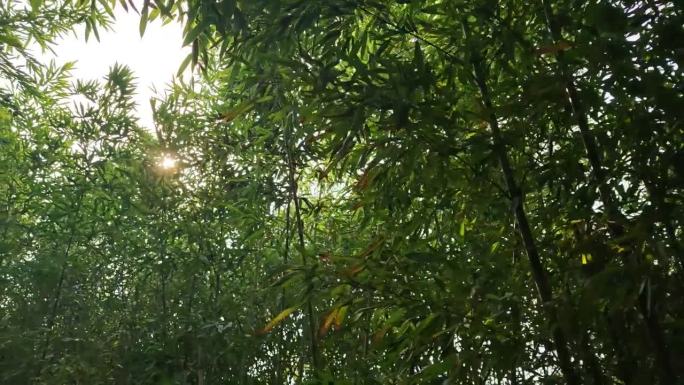 阳光穿过竹林竹叶的风景