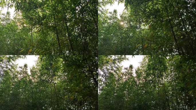 阳光穿过竹林竹叶的风景