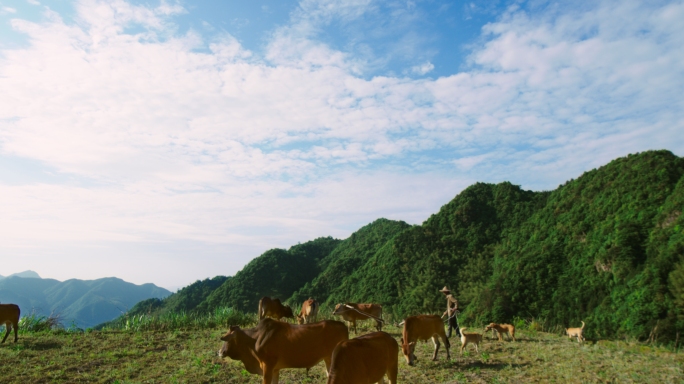 乡村纯朴农民老黄牛耕地犁地笑脸升格画面