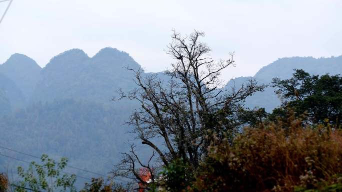 山岚轮廓：林间远山的宁静景致