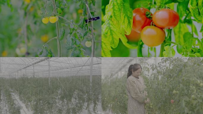 【4K原创】航拍西红柿大棚采摘 新鲜蔬菜