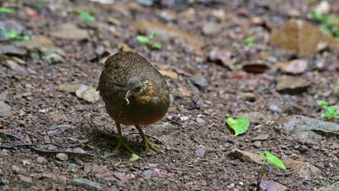 泰国，有鳞胸鹧鸪(Scaly-breasted Partridge Tropicoperdix ch