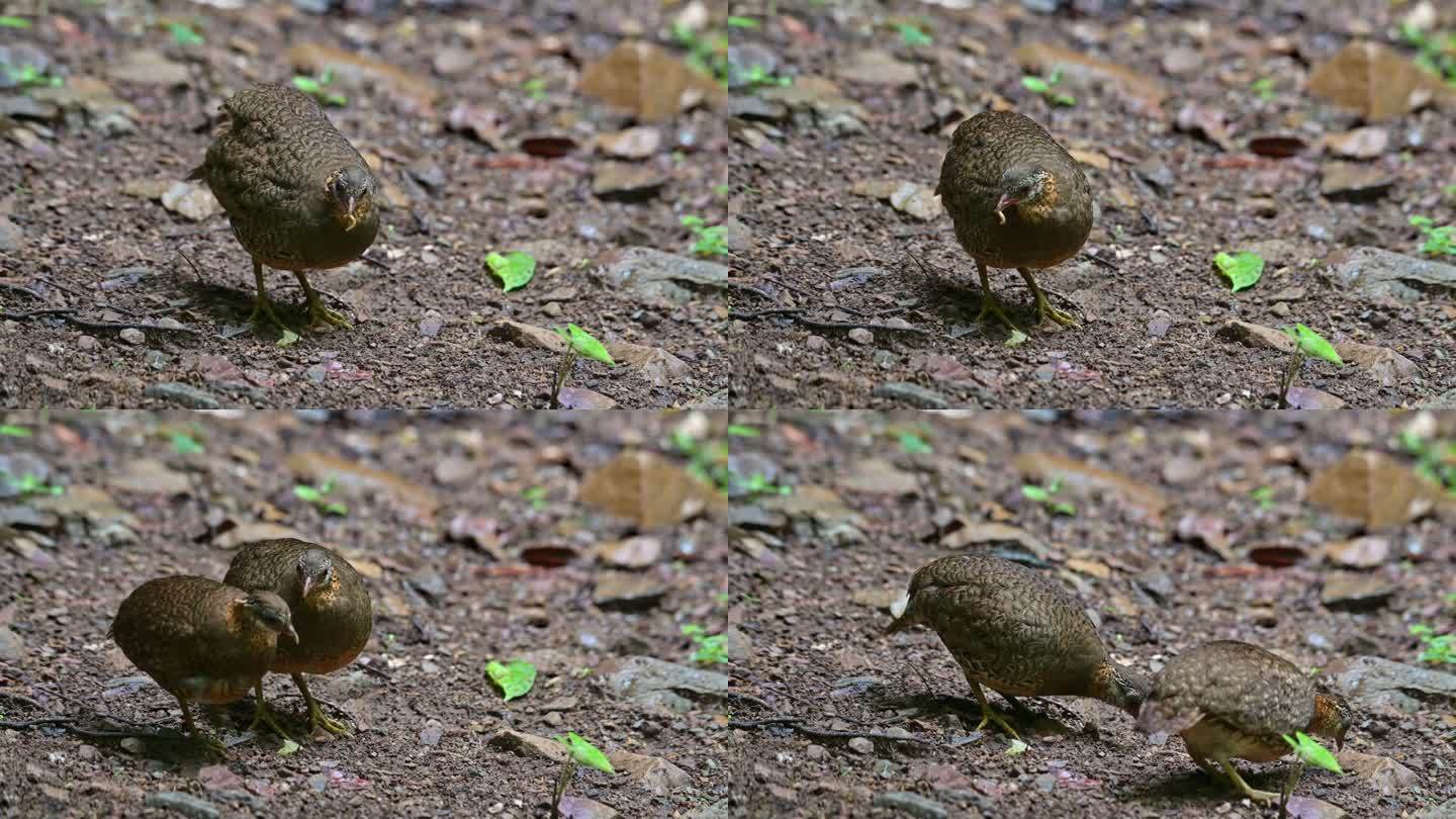 泰国，有鳞胸鹧鸪(Scaly-breasted Partridge Tropicoperdix ch