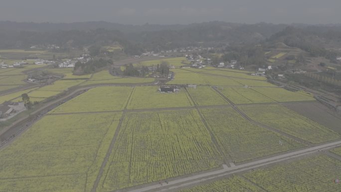 雅安市名山区油菜花春天