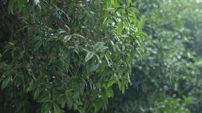 春雨下雨城市雨天街道行人