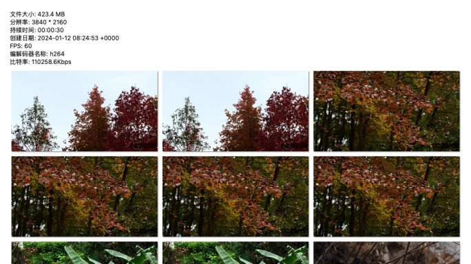 秋日私语：森林中的色彩与生命