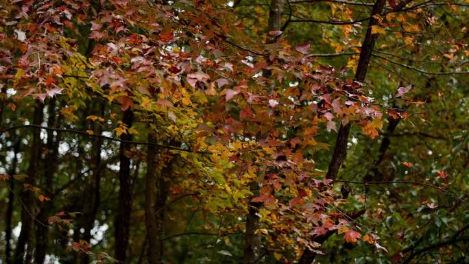 秋日私语：森林中的色彩与生命