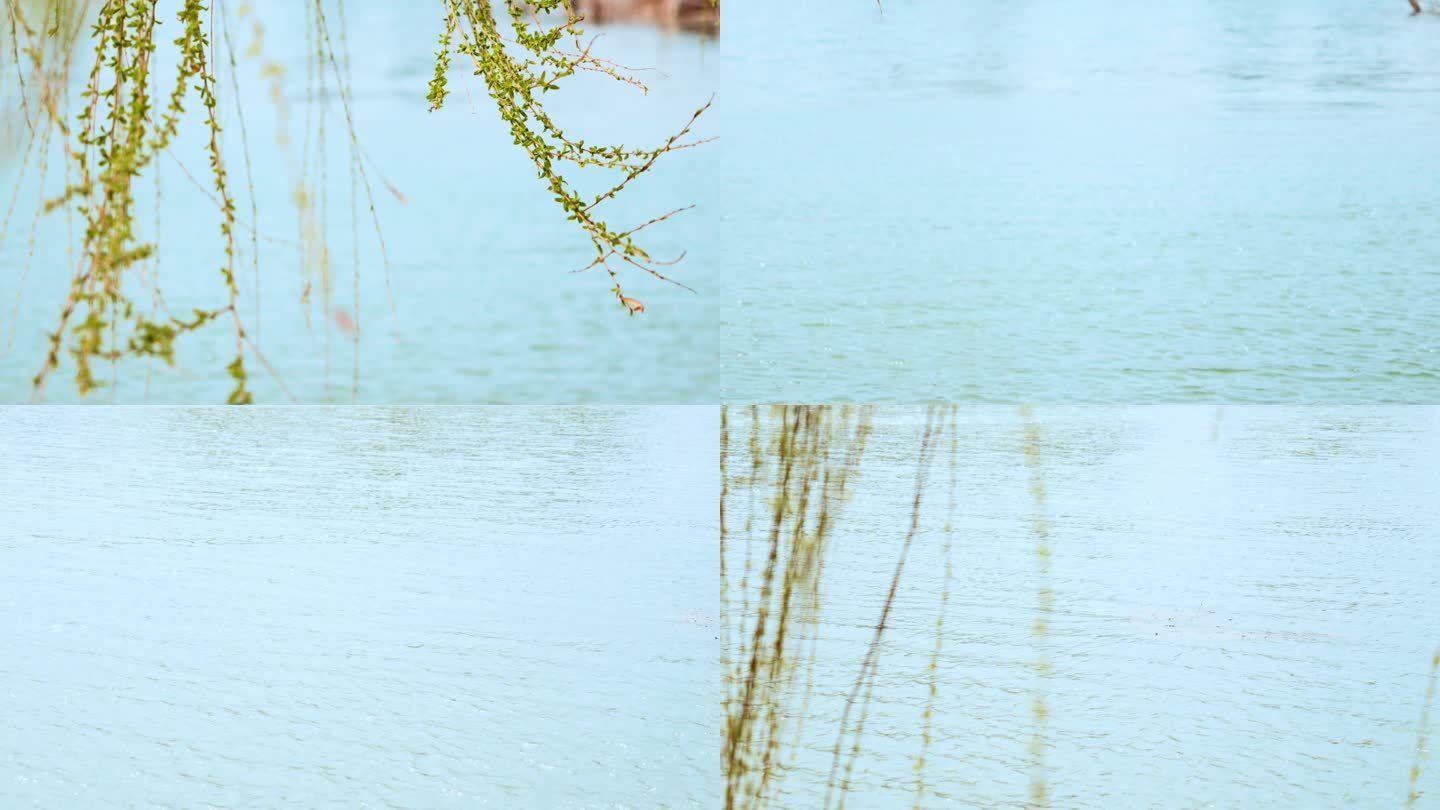 春天公园的湖水和柳条柳枝
