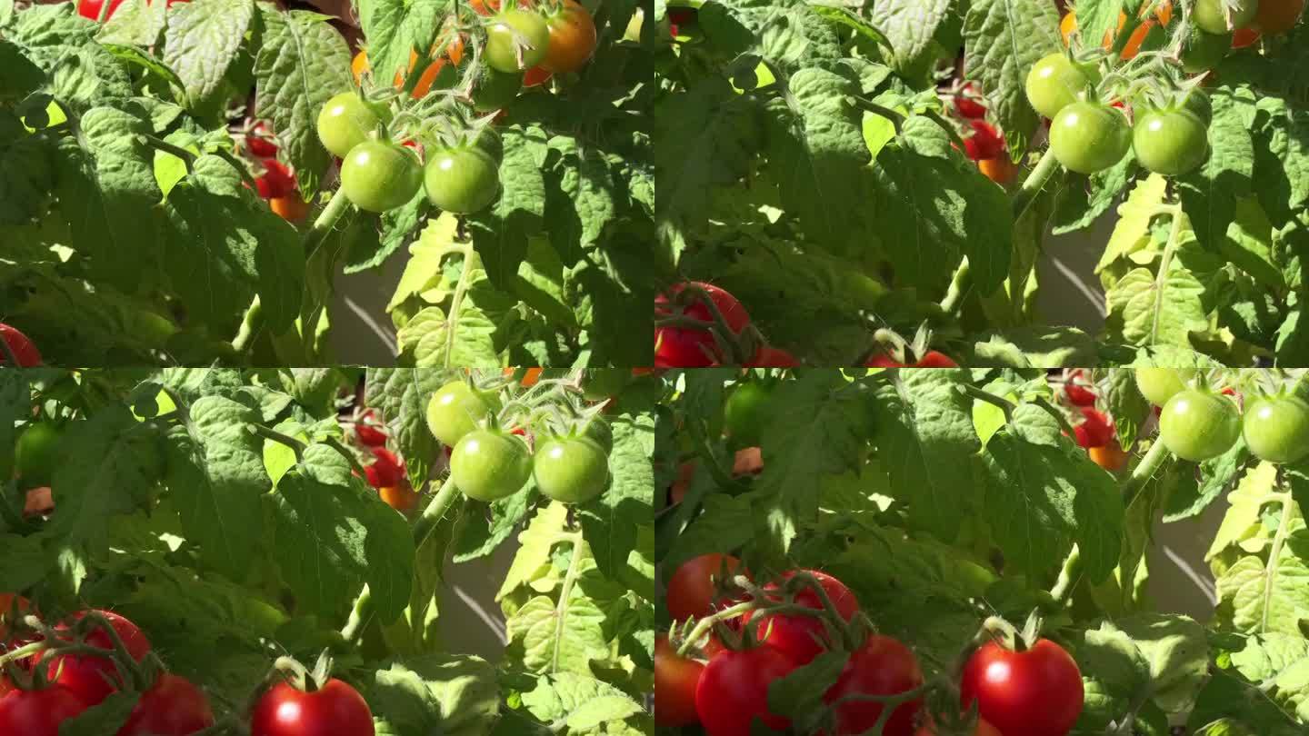 一串串红绿相间的西红柿成熟了，在夏日明媚的阳光照耀下