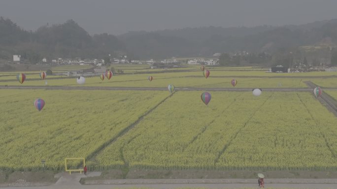 雅安市名山区油菜花春天