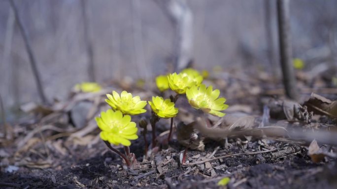 冰凌花 破冰而出