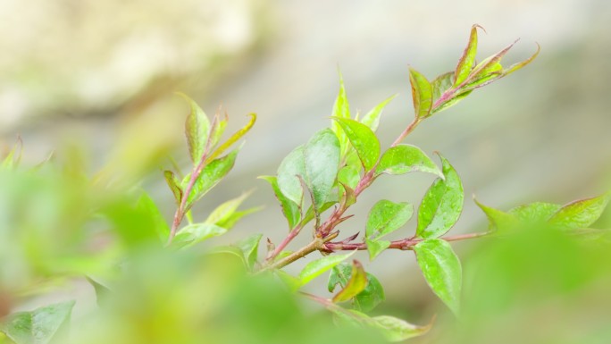 野生苦丁茶茶树茶叶嫩芽特写实拍