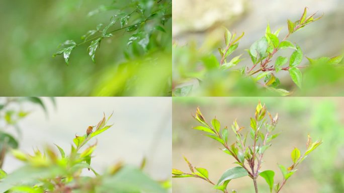 野生苦丁茶茶树茶叶嫩芽特写实拍