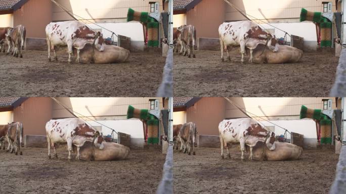 西蒙塔尔奶牛清洗其他奶牛的广角镜头，奥地利农场，静态镜头，白天